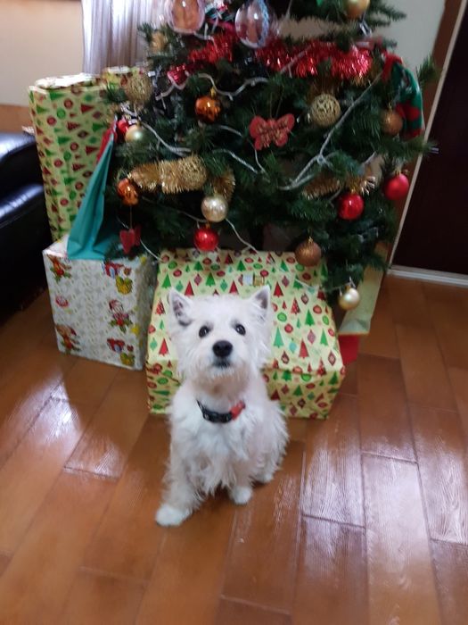 Cão meigo adoçao responsável