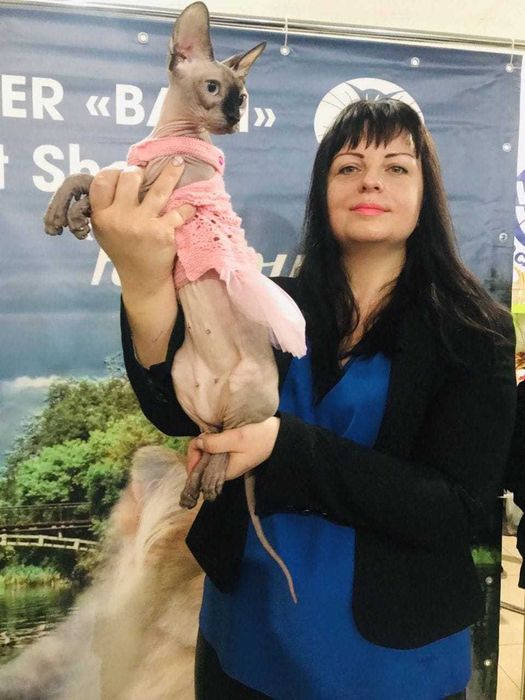 Sfinks o niebieskich oczach. Łysy kot. Kotek chłopczyk