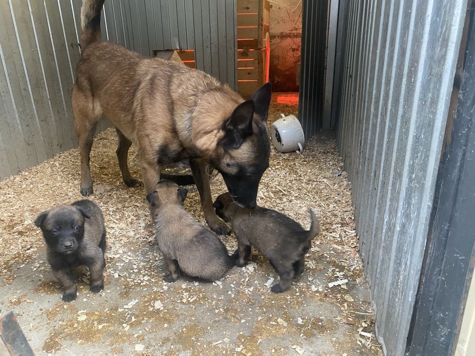 щенкі малінуа 20.12.2025 хлопчікі і девочкі