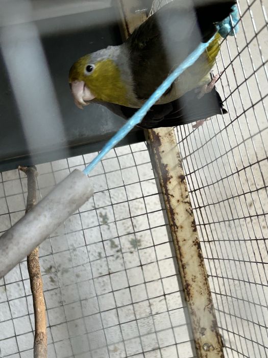 Vendo dois casais de forpus