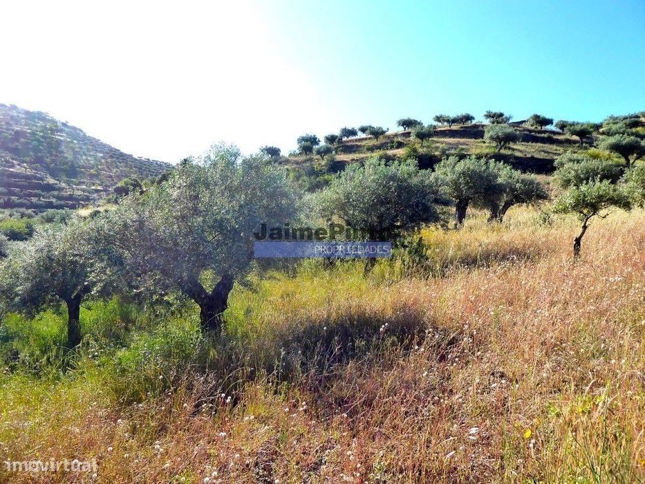 11ha olival amendoal ruína. Barca D'Alva, F.C. Rodrigo.