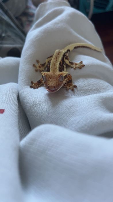 Młody gekon orzęsiony (SAMIEC)