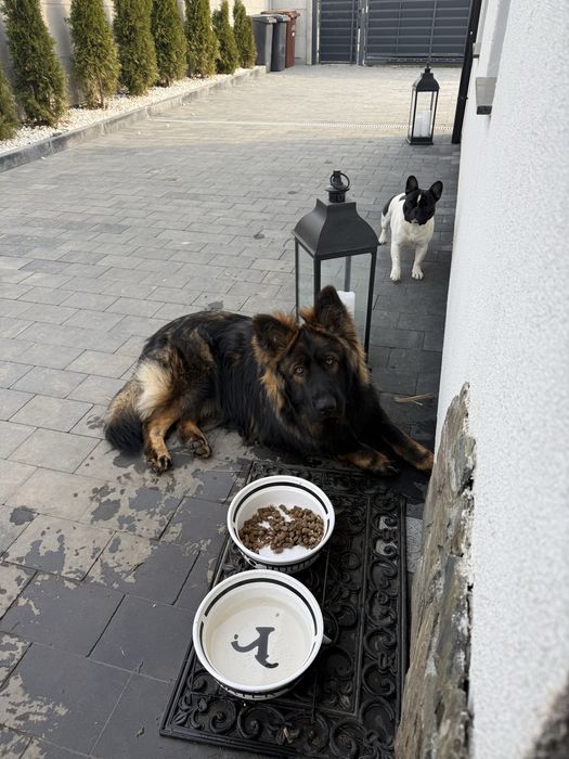 Hotel domowy dla twojego psa