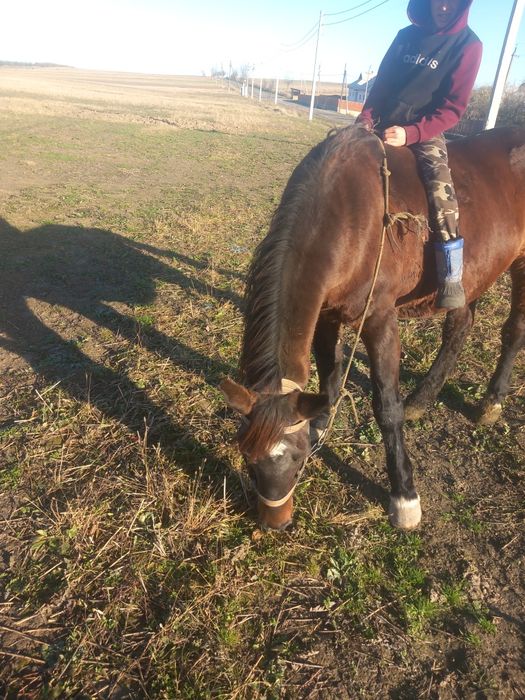 Продам добру кобилу