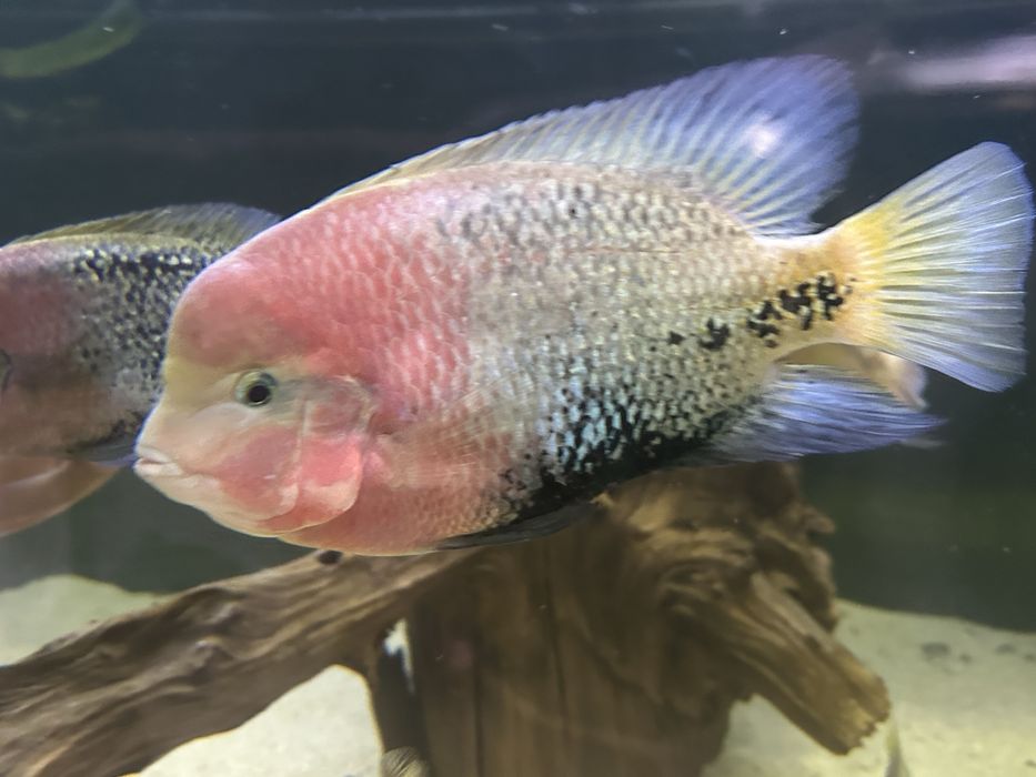 Vieja synspilum macho 30cm