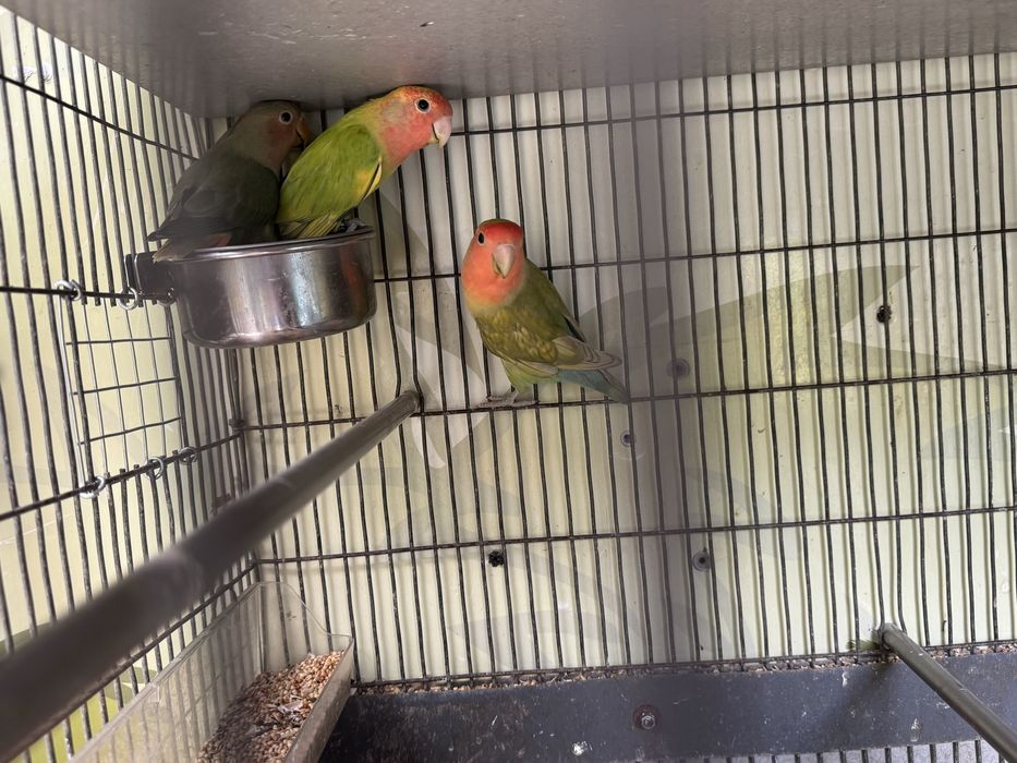 Aves “ Agaponis “ novos