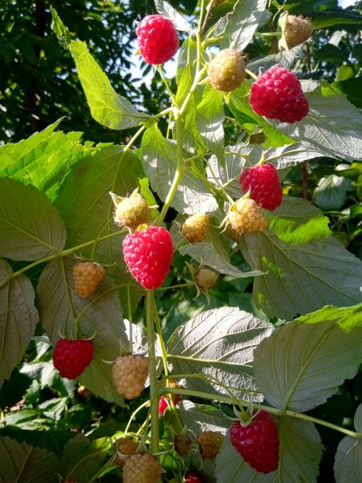 Малина ремонантна