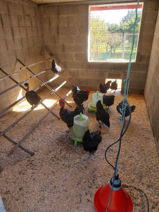 Galinhas de raças autóctones