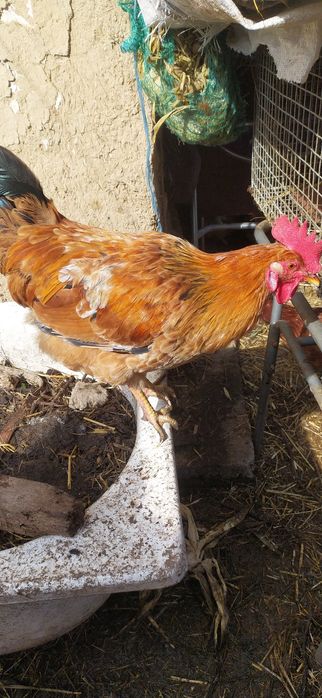 Петух на племя гриз сендри