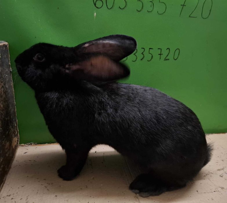 Królik Olbrzym Srokacz Samica