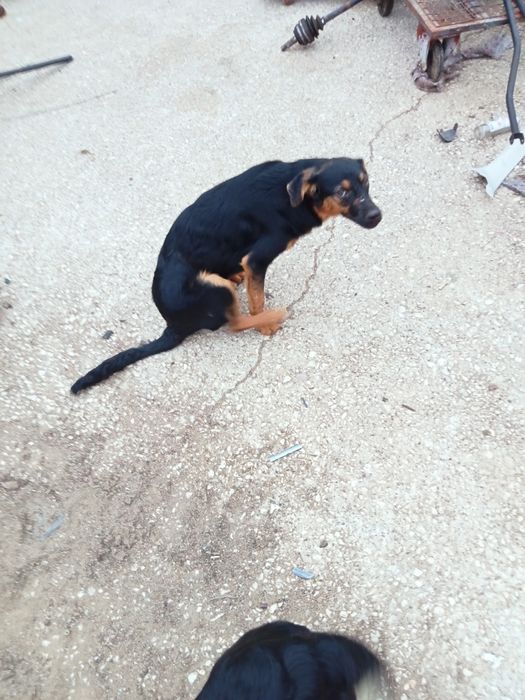 Cães para dar porte médio