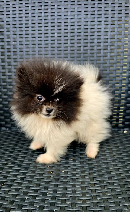 Lulu da Pomerânia Fêmea