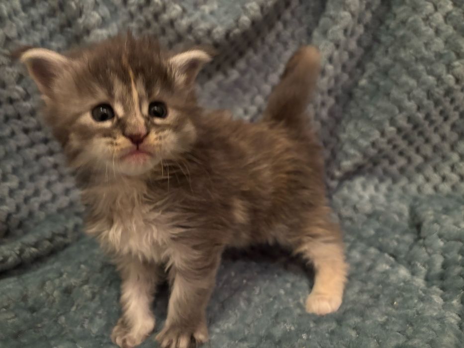 Kocięta Maine coon z rodowodem FPL