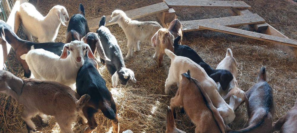 Koziołki 50% anglonubijskie