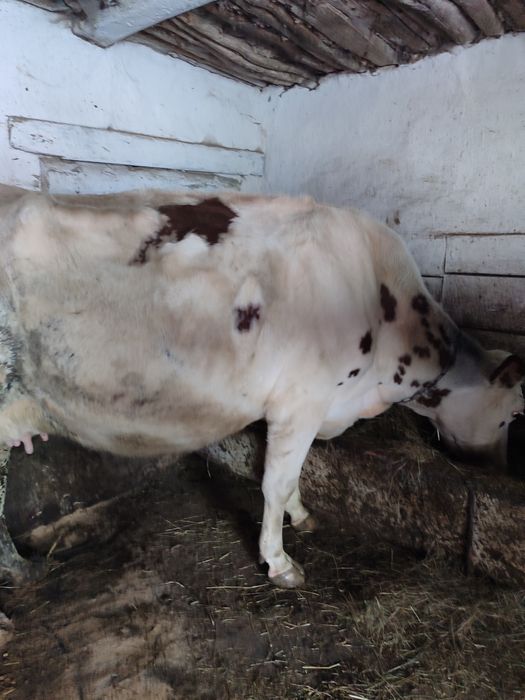 Корівка на продаж