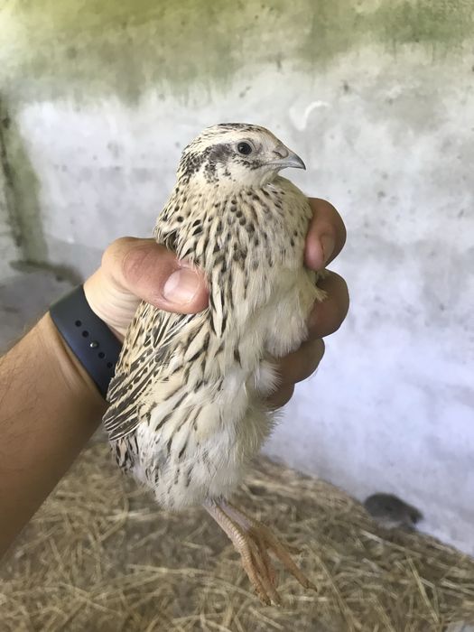 12 ovos de Codorniz