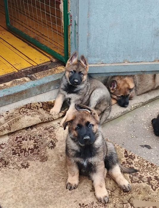 НО рабочее разведение