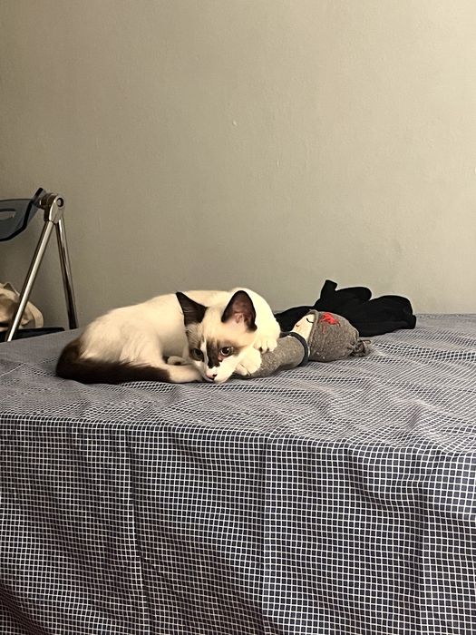 Gato para adoção - 4 meses, Elvis
