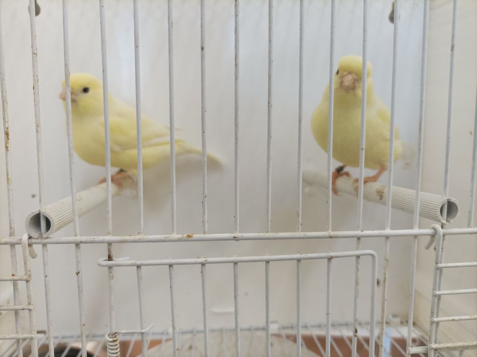 Canários Amarelo Marfim