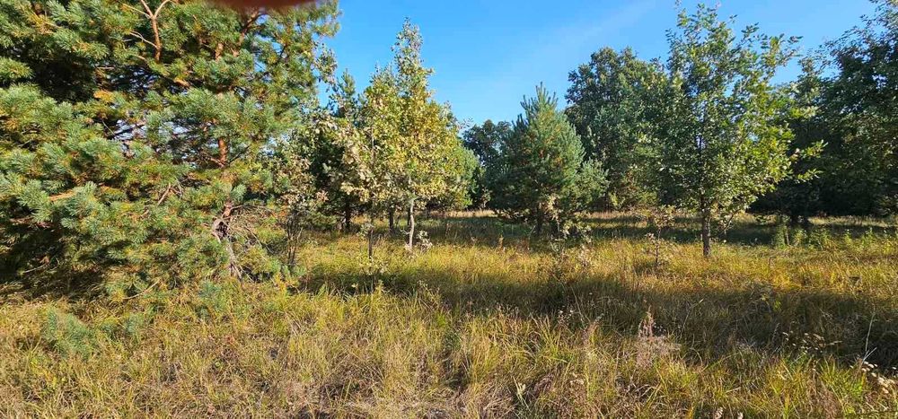 Любимівка, 4 га з лісом, ОСГ