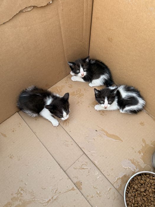 Gatos para adoção Viana do Castelo