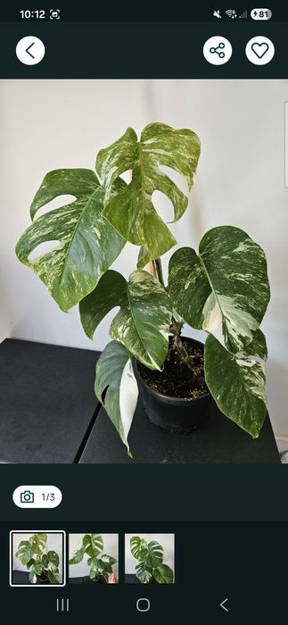 Monstera varie dla pani marii