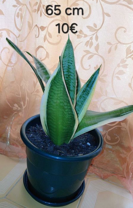 Plantas, Sanseviérias grandes