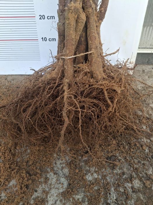 Wiśnia Sabina okulizowana na antypce