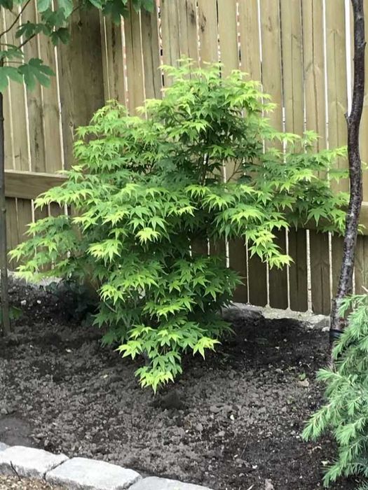 Klon palmowy 'Aoyagi' , zielona kora, 110-130cm