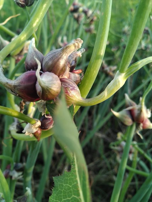 Багатоярусна цибуля для посадки 100 грам многоярусный лук