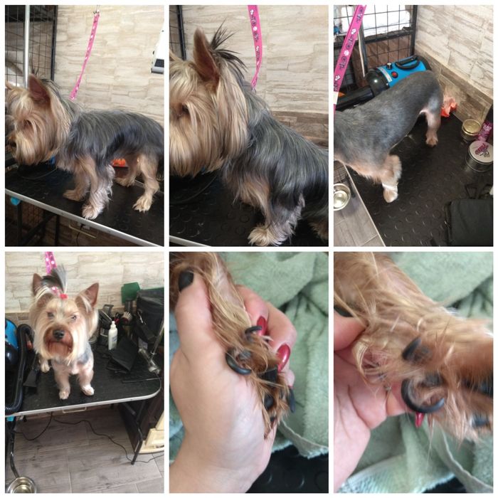 Стрижка(груминг)малых и средних пород собак.В г.Городня. .