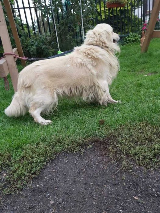 Suczka Golden Retriever