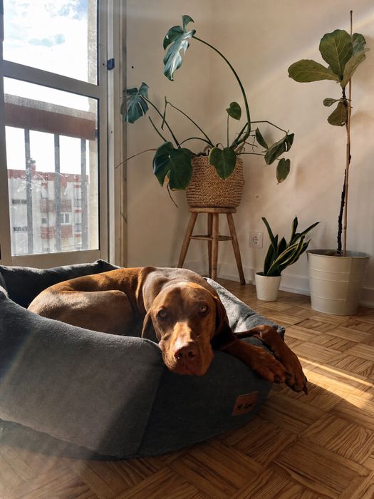 ZOA- Pet setting e Estadias Familiares