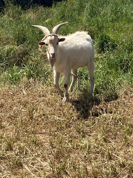Vendo chivo raca grande com 1 ano e meio