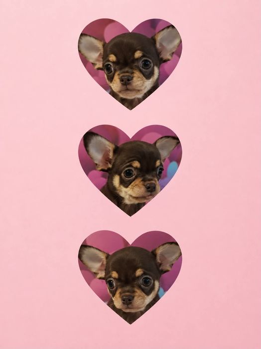 Chihuahua czekoladowa