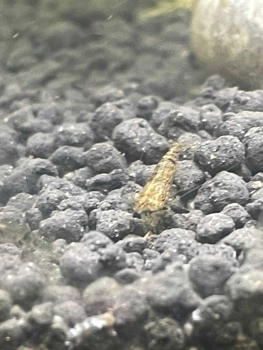 Neocaridina davidi "Wild form"