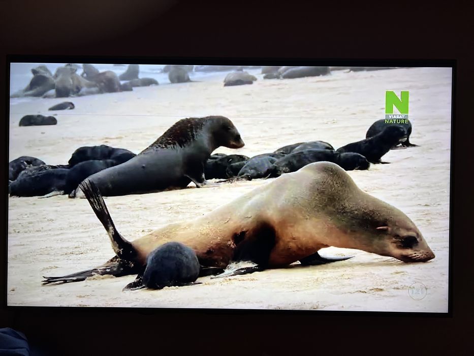 Телевізор Vinga S65UHD20G діагональ 65 (SMART-TV) биті пікселі