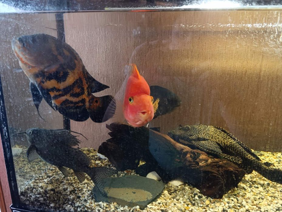 Рибкі хижі риби декоративні риби акваріум стійка для акваріуму