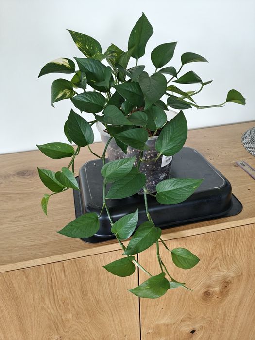 Epipremnum złociste doniczka 19cm