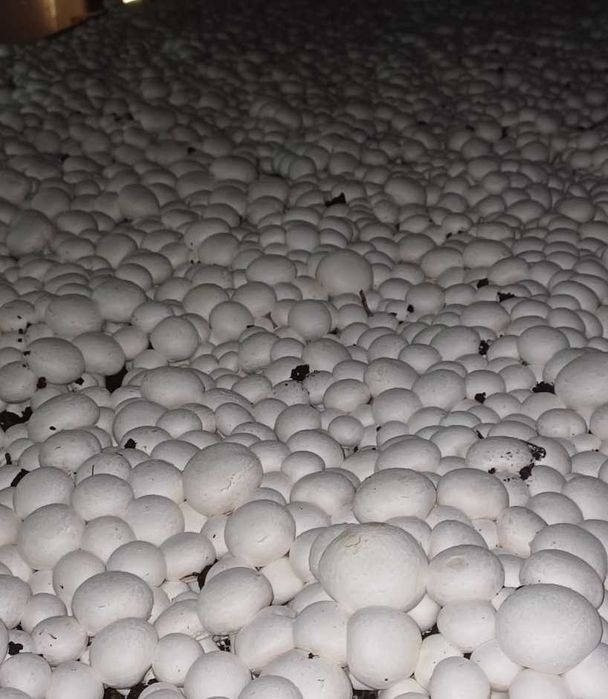 Sprzedaż świeżych pieczarek