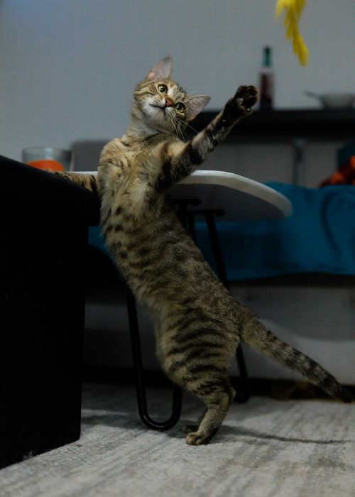 Chilli szuka domu! Fundacja "Stawiamy na Łapy"