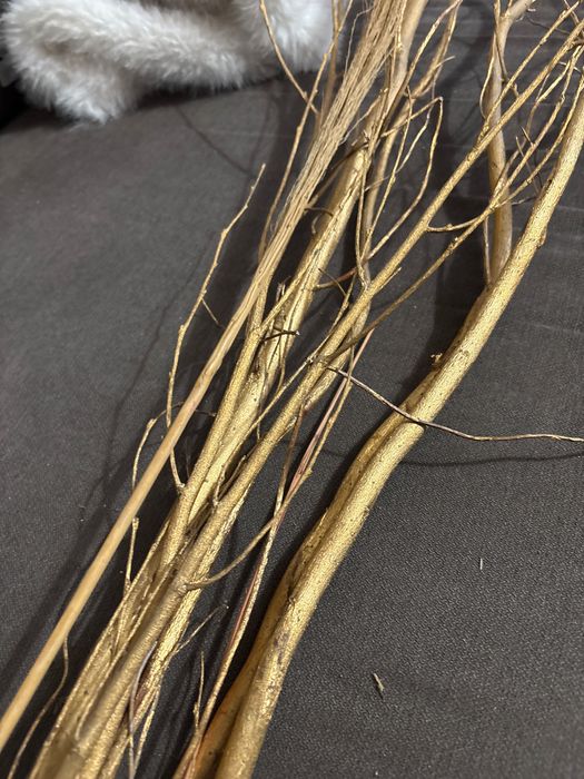 Wierzba mandżurska malowana