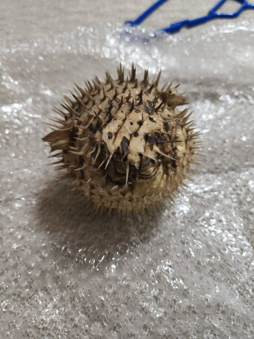 Peixe balão seco.