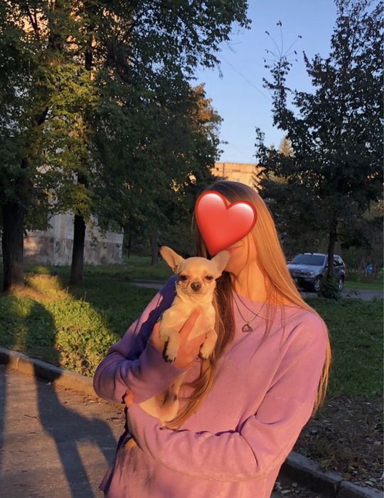 Чіхуахуа В'язка