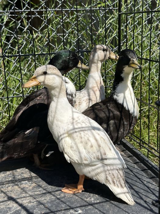 Kaczki kaczor call duck biegus indyjski krzyżówka miniaturowa kaczka biegusy pary para