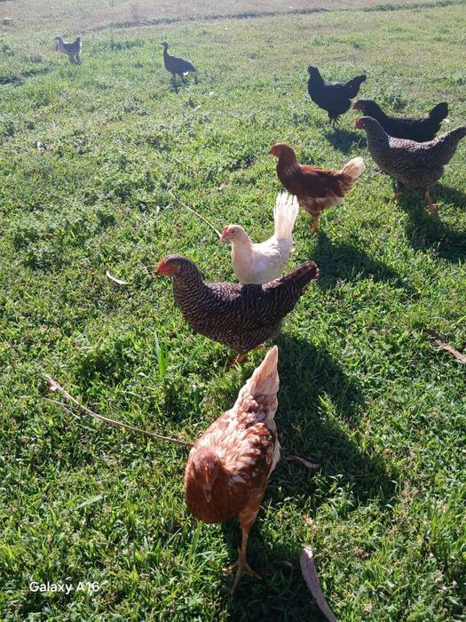 Galinhas poedeiras várias raças