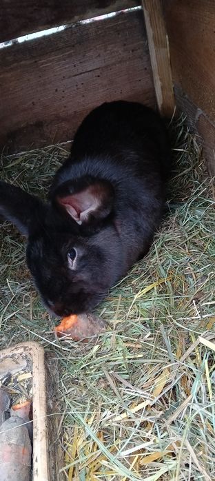 Sprzedam Króliki ( Samiec )