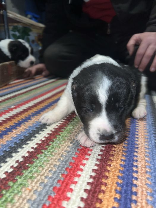 Продам щенков Алабая