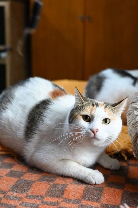 Кошечка Пуша из приюта бесплатно