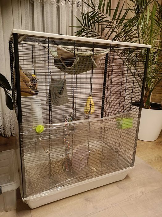 Lotopałanki karłowate